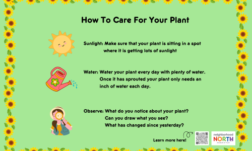 How to Care for Your Plant